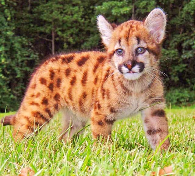 Puma cubs also have spotted marks on their fur when they are born.