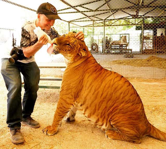 Lujan Zoo Liger in Buenos Aires, Argentina. 