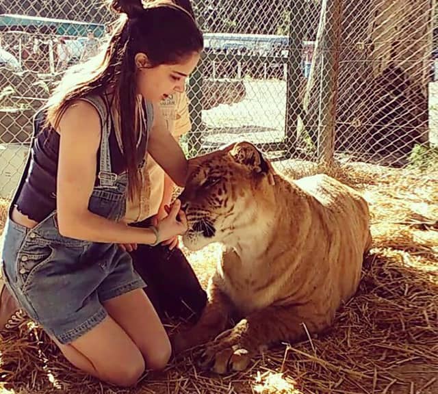 Lujan Zoo liger interaction with the visitors. 