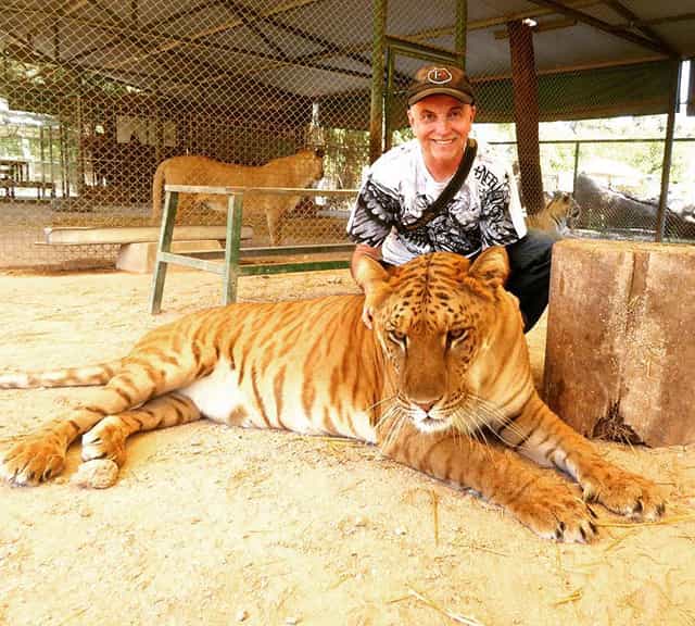 Milli is a very calm and friendly liger at Lujan Zoo in Buenos Aires, Argentina.