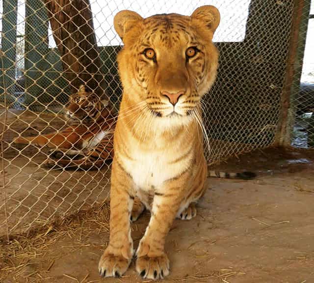 Milli the liger at Lujan Zoo, Buenos Aires, Argentina.