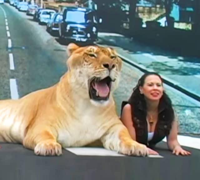 Hercules the liger from Myrtle Beach Safari visited the London.