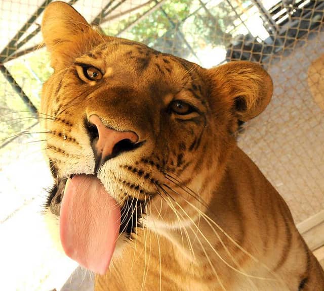 Lujan Zoo popularity because of liger.