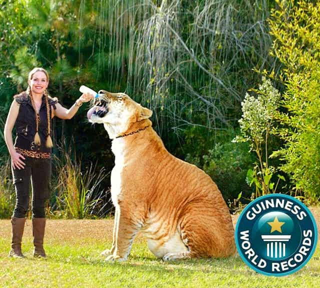 Myrtle Beach Safari Ligers - Guinness World Record - Biggest Cat