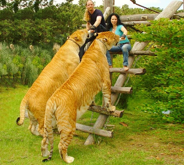 Myrtle Beach Safari over the years.