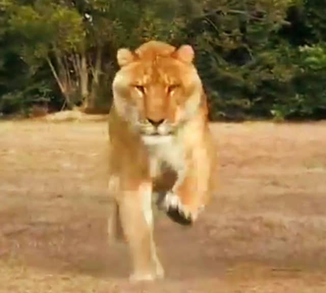 Myrtle Beach Safari - Liger Speed Measurement