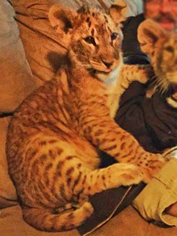 A female Liger at Wynnewood Zoo gave birth to a Li-Liger Cub.