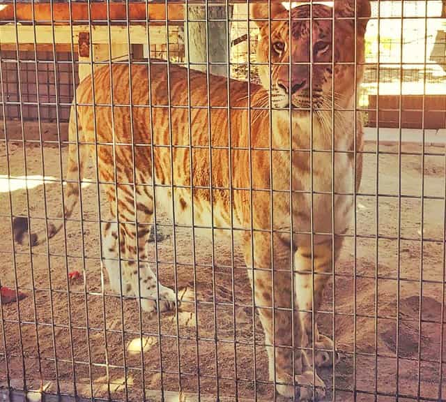 Female liger at the Octagon Wildlife Sanctuary is named Aphrodite. 