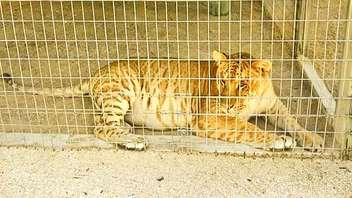 Ligers are properly cared at the Octagon Wildlife Sanctuary.