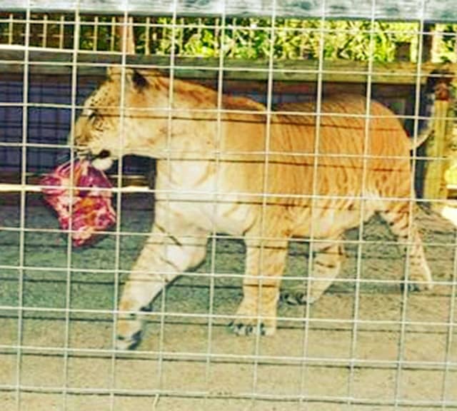 Liger Rescue at Octagon Wildlife Sanctuary.