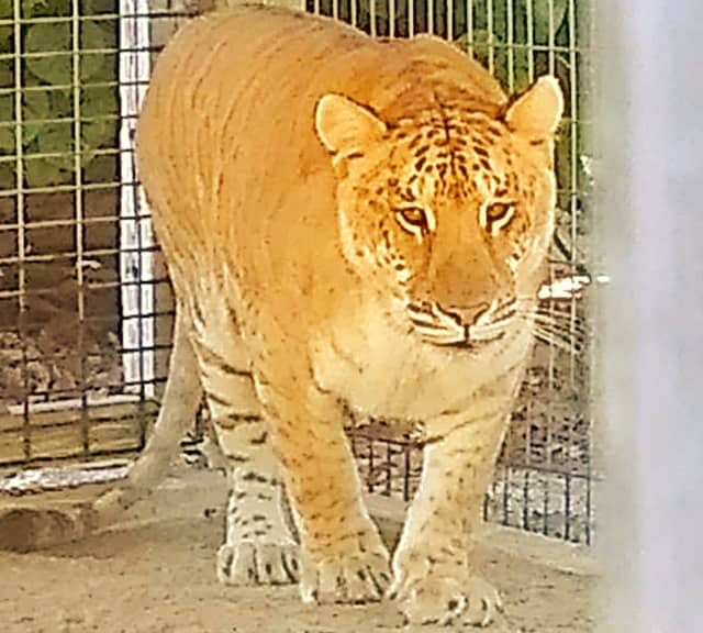 Ligers at Octagon Wildlife Sanctuary.