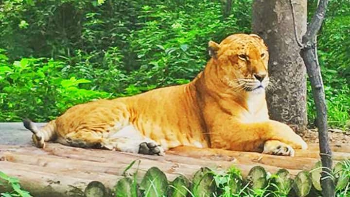 The population of the ligers within USA is expected to increase in future.