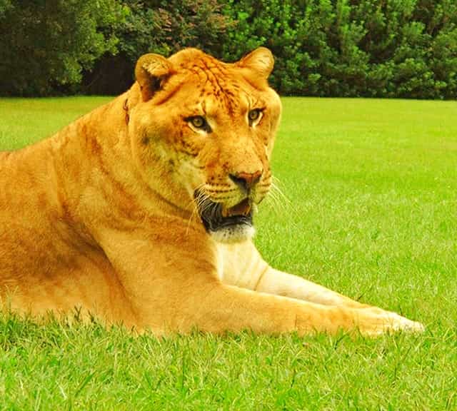 Myrtle Beach Safari is the most popular Liger safari park in USA. 