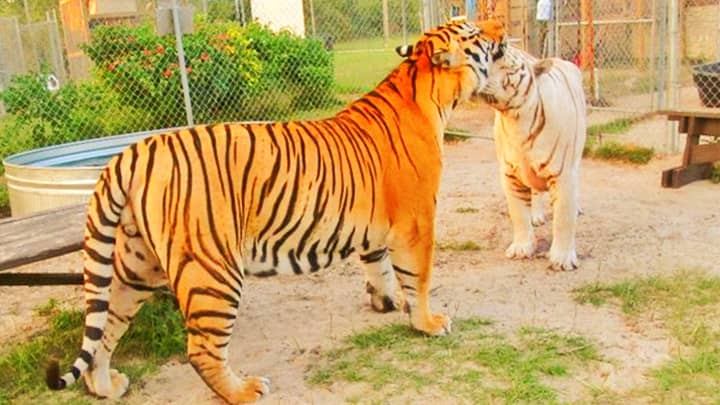 Samson the biggest tiger is very calm and social tiger.