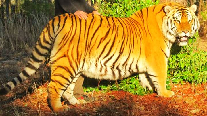 Samson the tiger is biggest tiger both in wild and captivity.