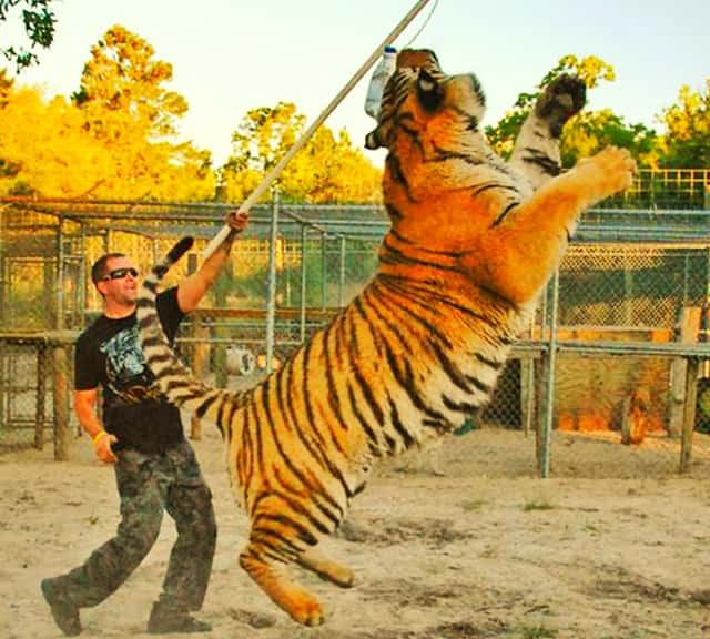 Samson the biggest tiger has a huge and sustainable body structure.