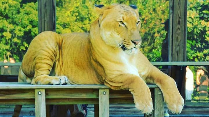 Liger stripes are less dominant on their fur.