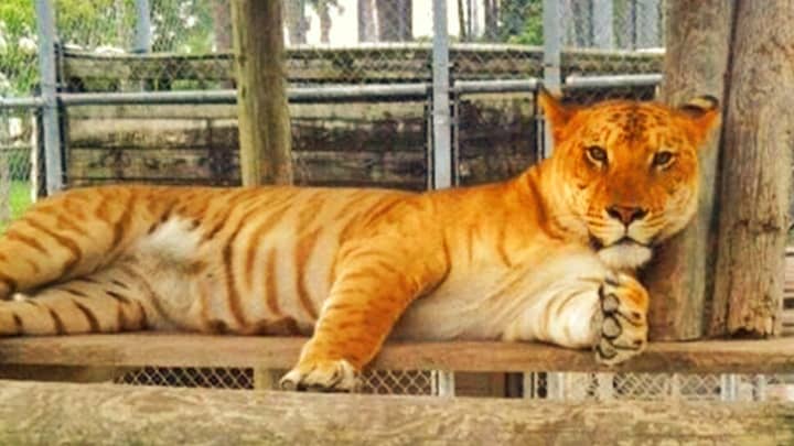 Liger stripes get paler as the ligers get old.