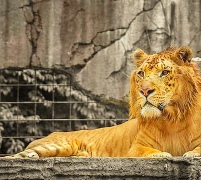 Liger confiscated after a raid on villa in Indonesia. 