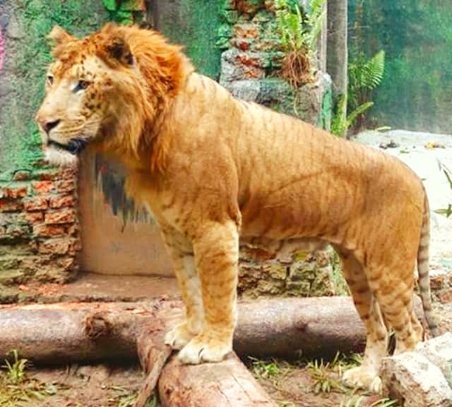 Liger at Taman Safari Zoo at Bogor in Indonesia. 