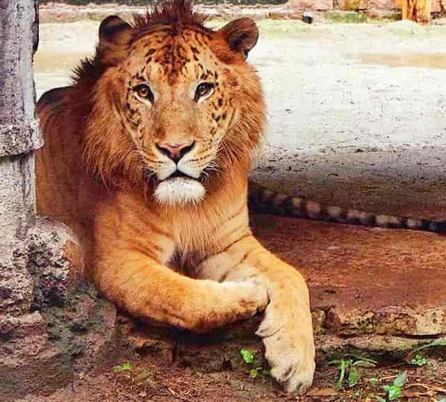 Male Liger at Taman Safari Zoo in Indonesia. 