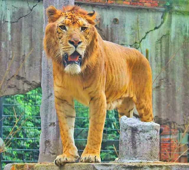 Taman Safari Zoo Liger in Indonesia.