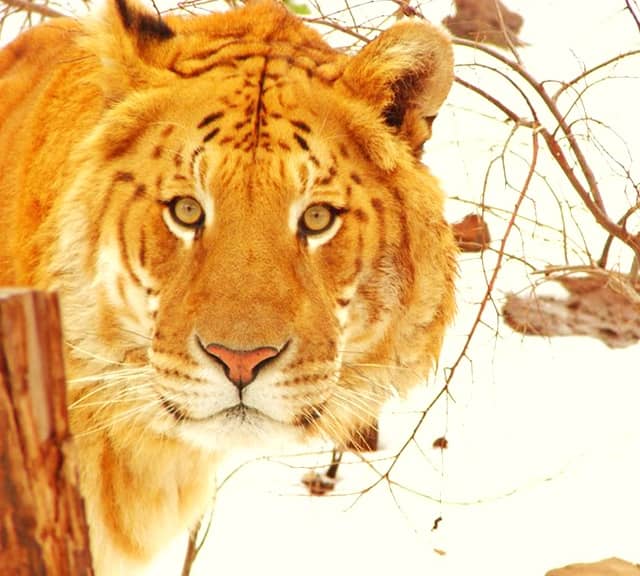 Tiger Lookalike Ligers have different Facial Markings than the Tigers.