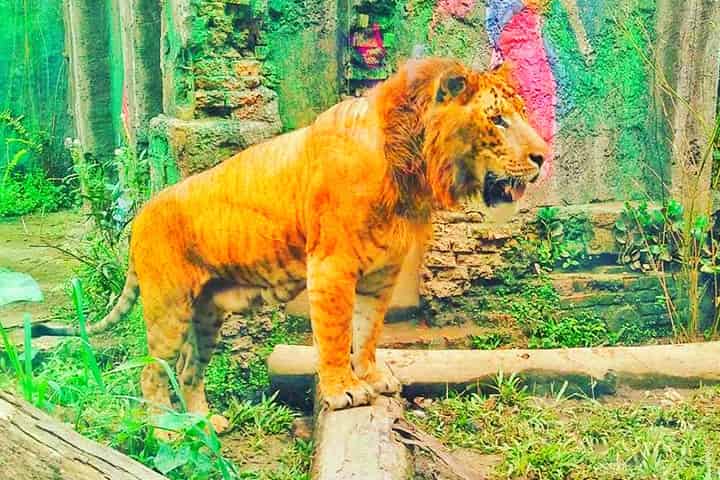 A Tiger Lookalike Liger may also has a mane around its neck.