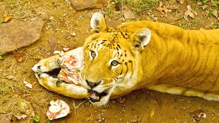 Tiger Lookalike Ligers resemble almost similar to the normal tigers.