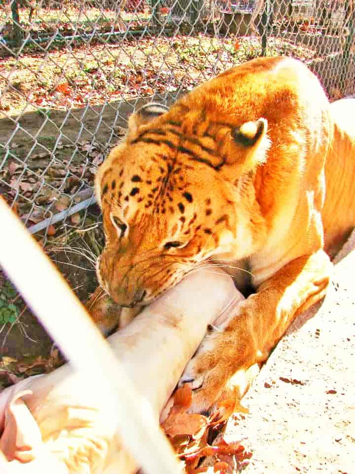 Tiger Lookalike Ligers are very rare and in fact rarest of all the ligers.