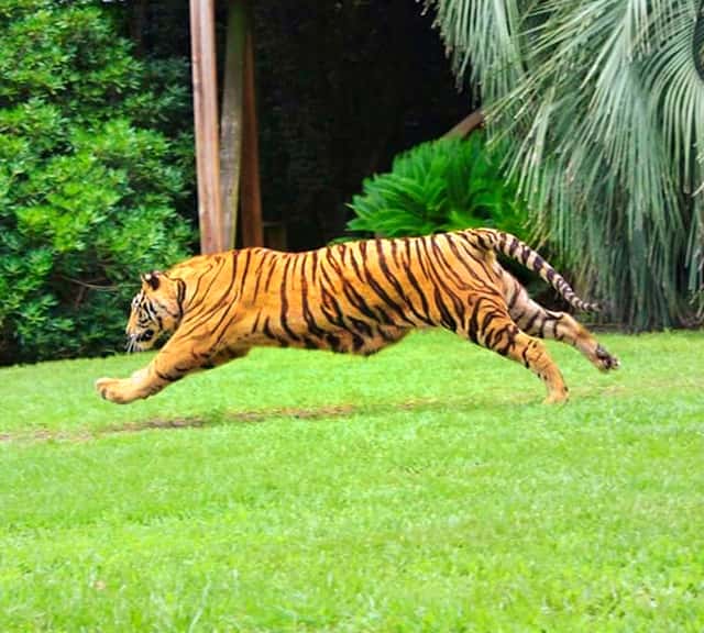Tiger Speed is fast because of their body aerodynamics. 