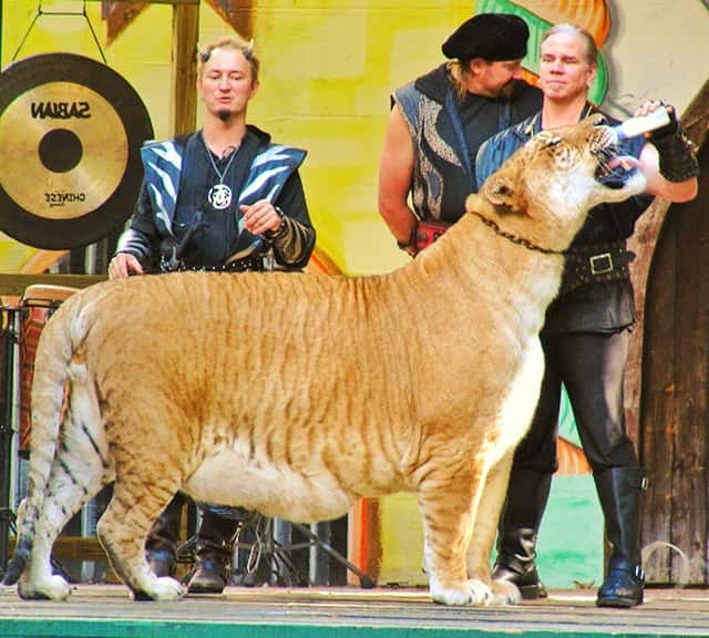 Ligers have dark brown type of Stripes.