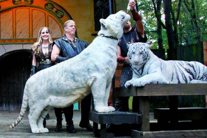 White Type of Stripes within the snow white tigers.