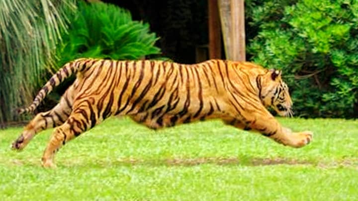 Tiger Stripes have originated from the fur pattern of the Clouded Leopards.