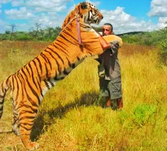 Tiger stripes are unique like fingerprints. 