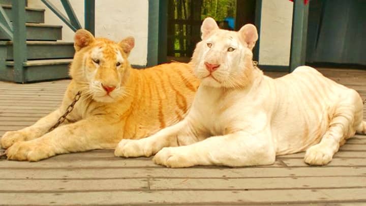 The stripes of the pure white tigers are white or off-white in color.