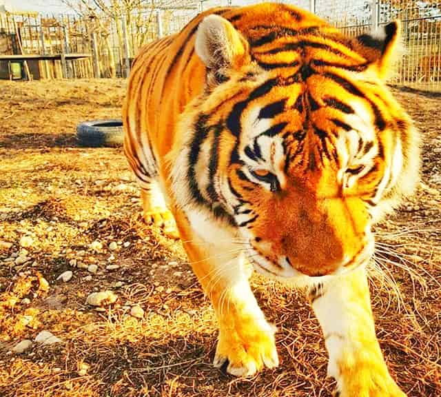 Tigers' facial markings help them in camouflaging their appearance.