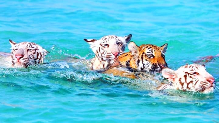 Tiger beginnen von klein auf zu schwimmen.