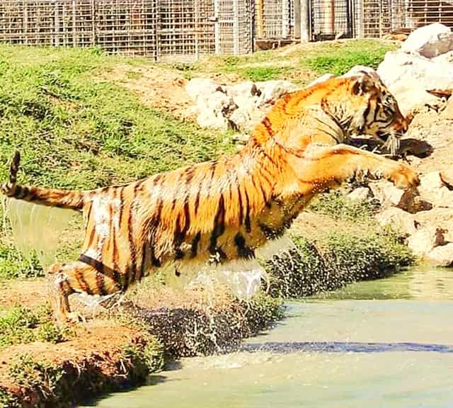 Tigrar och jaguarer är de skickligaste simmarna i familjen stora katter.