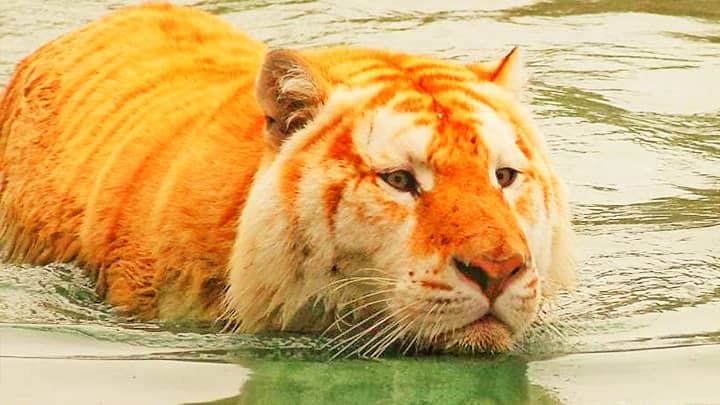 Les tigres adorent nager.