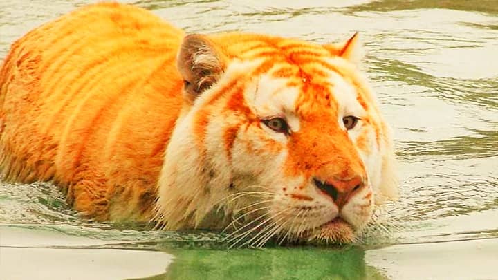 Tigers Love Swimming.