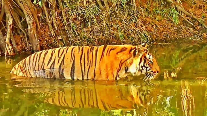 Tigrar är de mest diskreta simmarna i vatten.