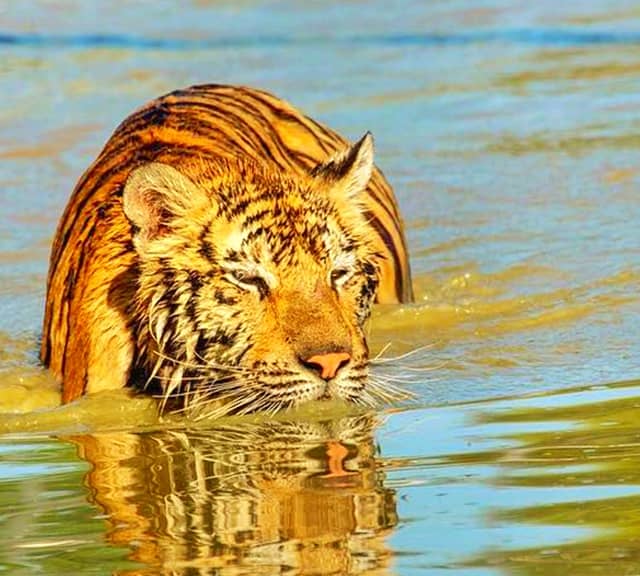 Tigrar kan simma långa sträckor.