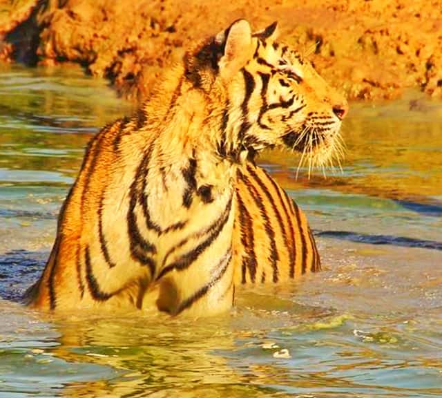 Tigrii înoată pentru a căuta noi teritorii.