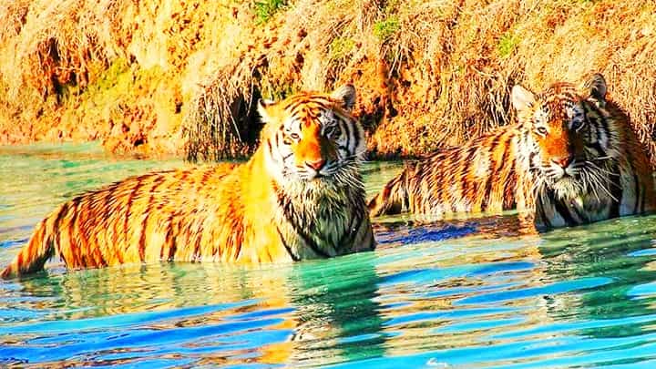 Tigers swim in water to stay cool during hot summers.