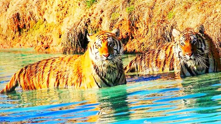 Les tigres nagent dans l'eau pour rester au frais pendant les étés chauds.