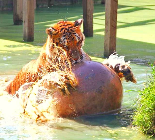 Tigres nadam para caçar a presa.