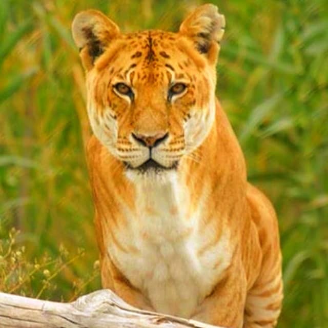 Tigon in Australia