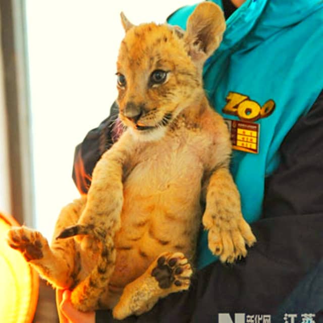 A tigon cub in China's Hainan Tropical Wildlife Park.