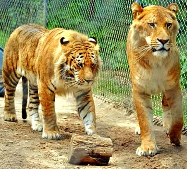 Radar the Tiliger at Tigerworld Animal Sanctuary